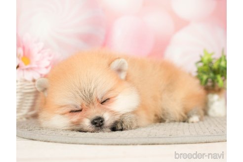 成約済の千葉県のポメラニアン-283416の4枚目