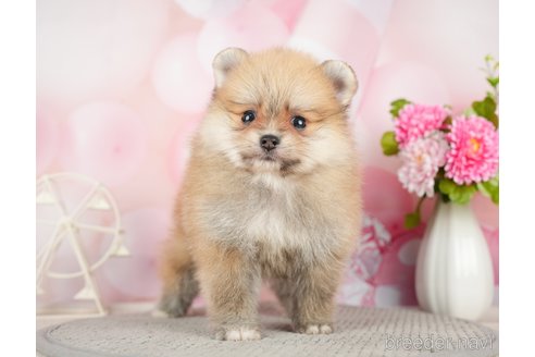 成約済の千葉県のポメラニアン-283418の1枚目