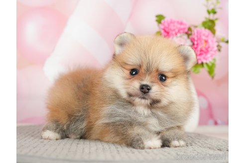 成約済の千葉県のポメラニアン-283418の8枚目