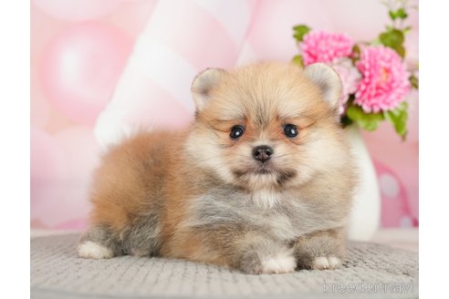 成約済の千葉県のポメラニアン-283418の5枚目