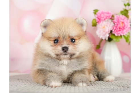 成約済の千葉県のポメラニアン-283418の6枚目