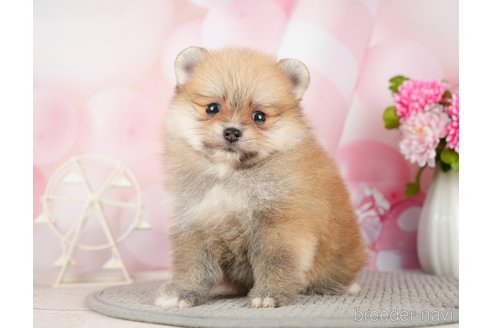 成約済の千葉県のポメラニアン-283418の7枚目