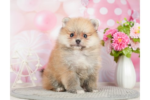 成約済の千葉県のポメラニアン-283418の2枚目