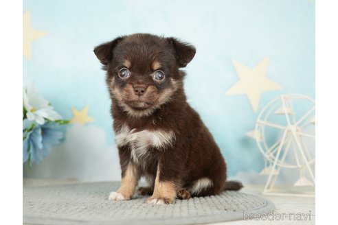 成約済の千葉県のチワワ(ロングコート)-283419の8枚目