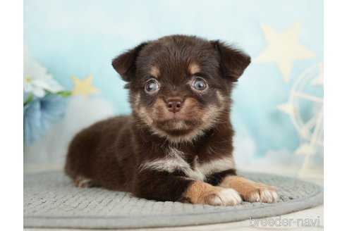 成約済の千葉県のチワワ(ロングコート)-283419の6枚目