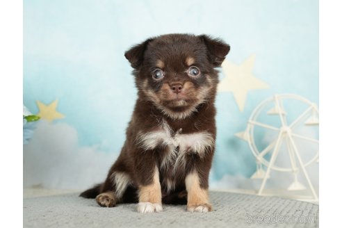 成約済の千葉県のチワワ(ロングコート)-283419の4枚目