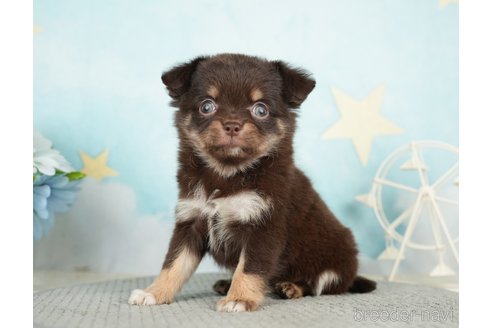 成約済の千葉県のチワワ(ロングコート)-283419の2枚目