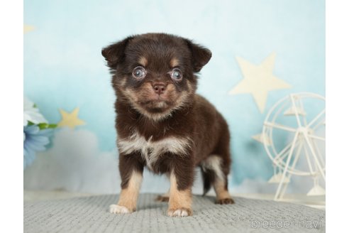 成約済の千葉県のチワワ(ロングコート)-283419の3枚目