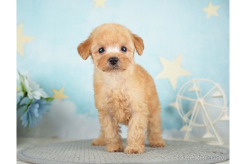 成約済の千葉県のタイニープードル-283421の9枚目