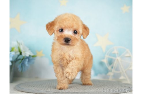 成約済の千葉県のタイニープードル-283421の7枚目