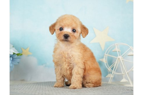 成約済の千葉県のタイニープードル-283421の4枚目