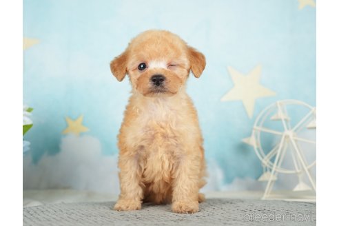 成約済の千葉県のタイニープードル-283421の5枚目