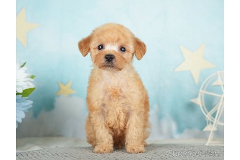 成約済の千葉県のタイニープードル-283421の6枚目