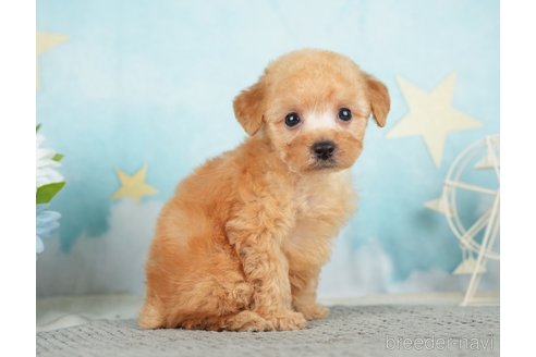 成約済の千葉県のタイニープードル-283421の2枚目