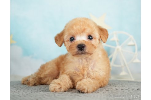 成約済の千葉県のタイニープードル-283421の3枚目