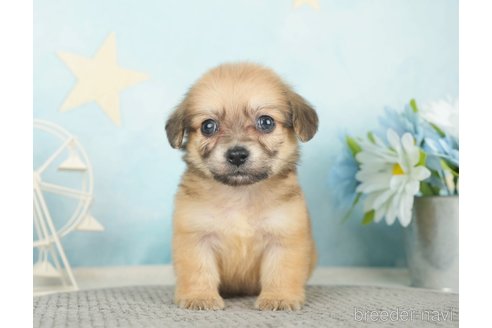 成約済の千葉県のチワックス:チワワ×ミニチュアダックスフンド-283426