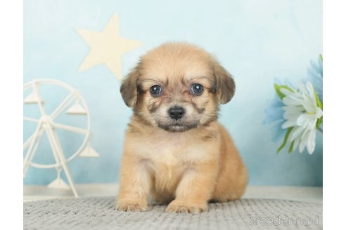 成約済の千葉県のチワックス:チワワ×ミニチュアダックスフンド-283426の5枚目