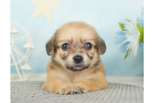 成約済の千葉県のチワックス:チワワ×ミニチュアダックスフンド-283426の6枚目