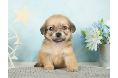 成約済の千葉県のチワックス:チワワ×ミニチュアダックスフンド-283426の7枚目