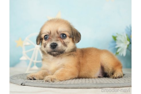 成約済の千葉県のチワックス:チワワ×ミニチュアダックスフンド-283426の4枚目