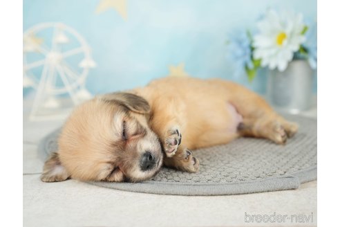 成約済の千葉県のチワックス:チワワ×ミニチュアダックスフンド-283426の2枚目