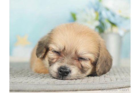 成約済の千葉県のチワックス:チワワ×ミニチュアダックスフンド-283426の3枚目