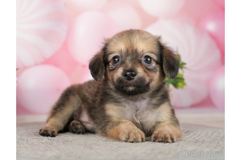 成約済の千葉県のチワックス:チワワ×ミニチュアダックスフンド-283427の7枚目