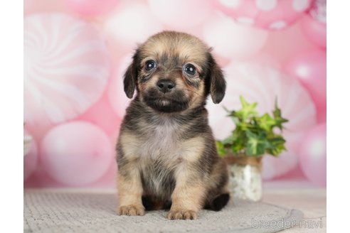 成約済の千葉県のチワックス:チワワ×ミニチュアダックスフンド-283427の8枚目