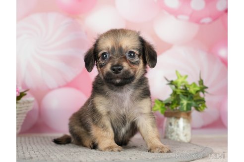 成約済の千葉県のチワックス:チワワ×ミニチュアダックスフンド-283427の9枚目