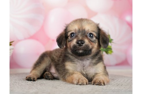 成約済の千葉県のチワックス:チワワ×ミニチュアダックスフンド-283427の3枚目