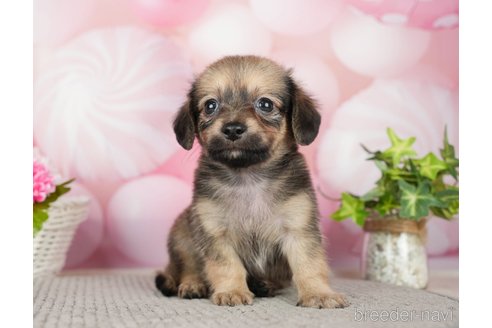 成約済の千葉県のチワックス:チワワ×ミニチュアダックスフンド-283427の4枚目