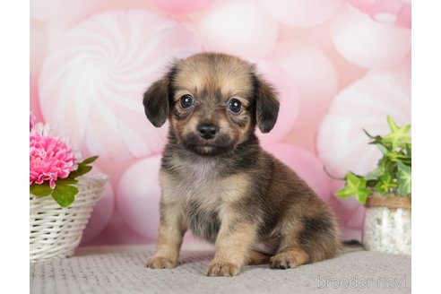 成約済の千葉県のチワックス:チワワ×ミニチュアダックスフンド-283427の5枚目