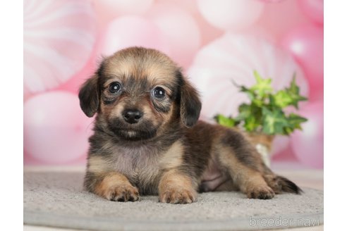 成約済の千葉県のチワックス:チワワ×ミニチュアダックスフンド-283427の6枚目