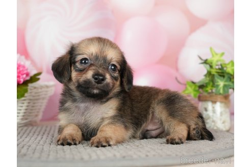 成約済の千葉県のチワックス:チワワ×ミニチュアダックスフンド-283427