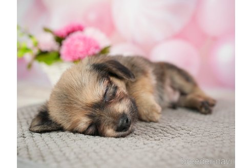 成約済の千葉県のチワックス:チワワ×ミニチュアダックスフンド-283427の2枚目