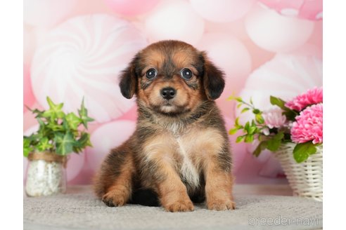 成約済の千葉県のチワックス:チワワ×ミニチュアダックスフンド-283428の8枚目