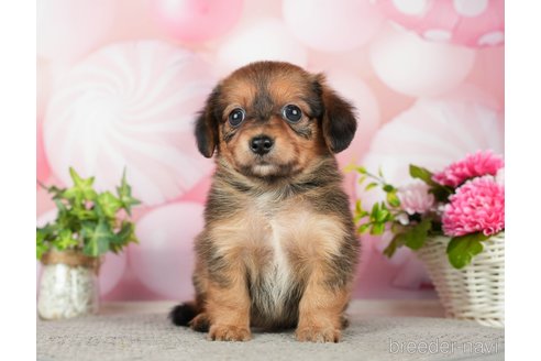 成約済の千葉県のチワックス:チワワ×ミニチュアダックスフンド-283428