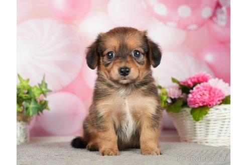 成約済の千葉県のチワックス:チワワ×ミニチュアダックスフンド-283428の4枚目