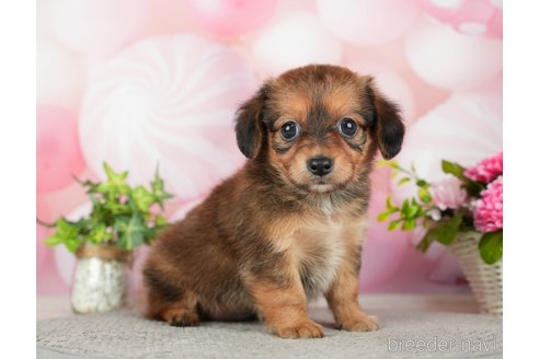 成約済の千葉県のチワックス:チワワ×ミニチュアダックスフンド-283428の5枚目