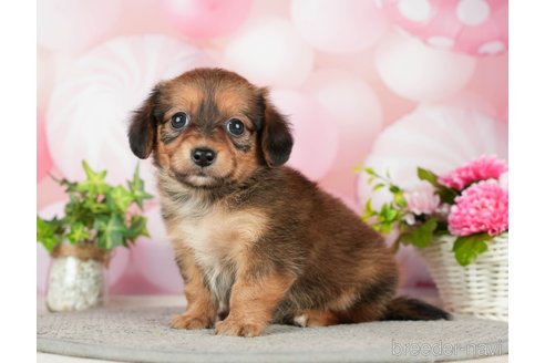 成約済の千葉県のチワックス:チワワ×ミニチュアダックスフンド-283428の6枚目