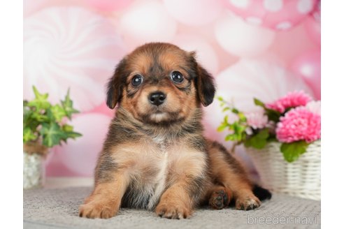 成約済の千葉県のチワックス:チワワ×ミニチュアダックスフンド-283428の7枚目