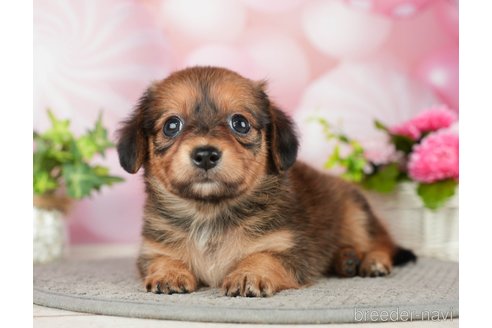 成約済の千葉県のチワックス:チワワ×ミニチュアダックスフンド-283428の2枚目