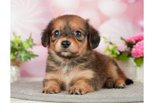 成約済の千葉県のチワックス:チワワ×ミニチュアダックスフンド-283428の3枚目