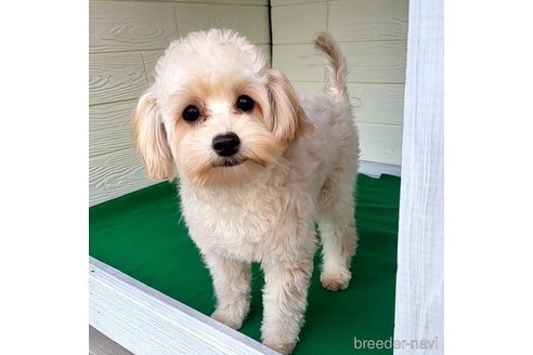成約済の茨城県のミックス犬-261643の19枚目