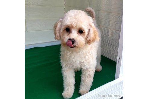 成約済の茨城県のミックス犬-261643の18枚目