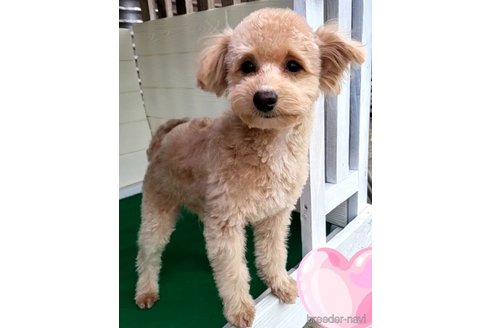 成約済の茨城県のミックス犬-261638の5枚目