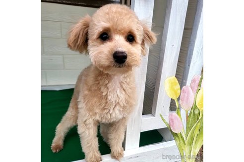 成約済の茨城県のミックス犬-261638の3枚目