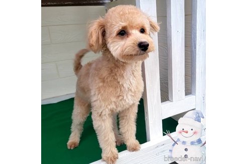 成約済の茨城県のミックス犬-261638の4枚目