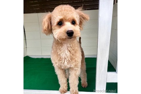 成約済の茨城県のミックス犬-261638の1枚目