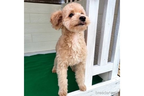 成約済の茨城県のミックス犬-261638の2枚目